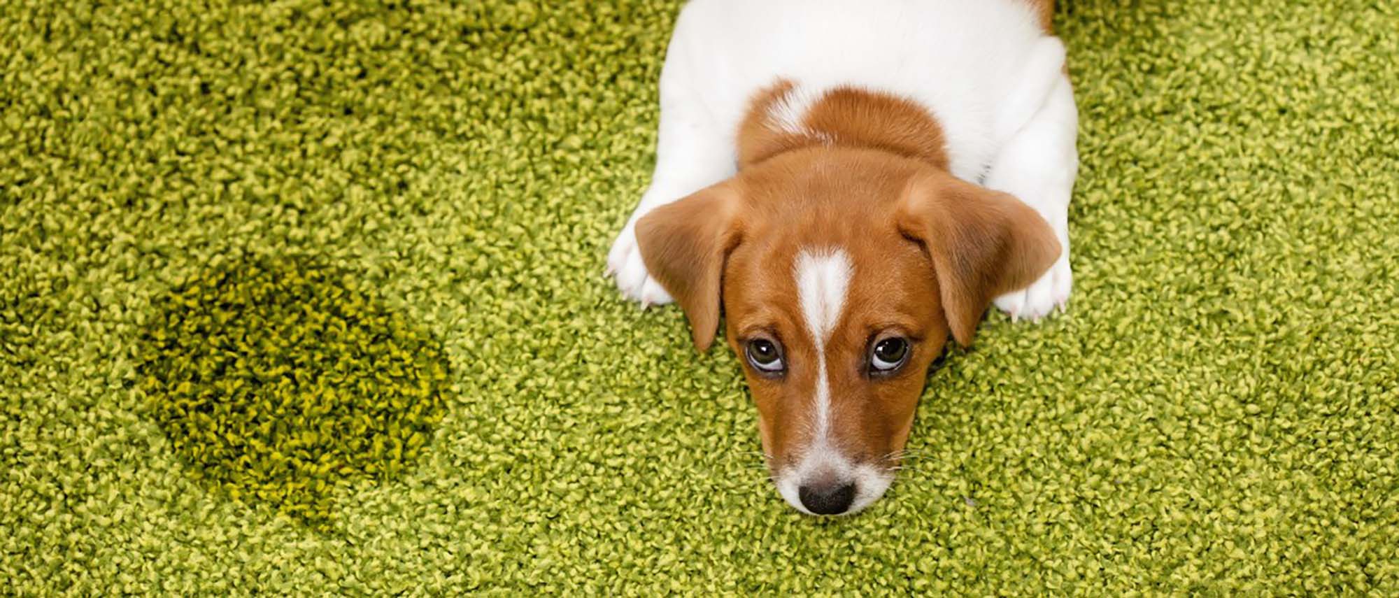 Pet Stain and Odor Treatment